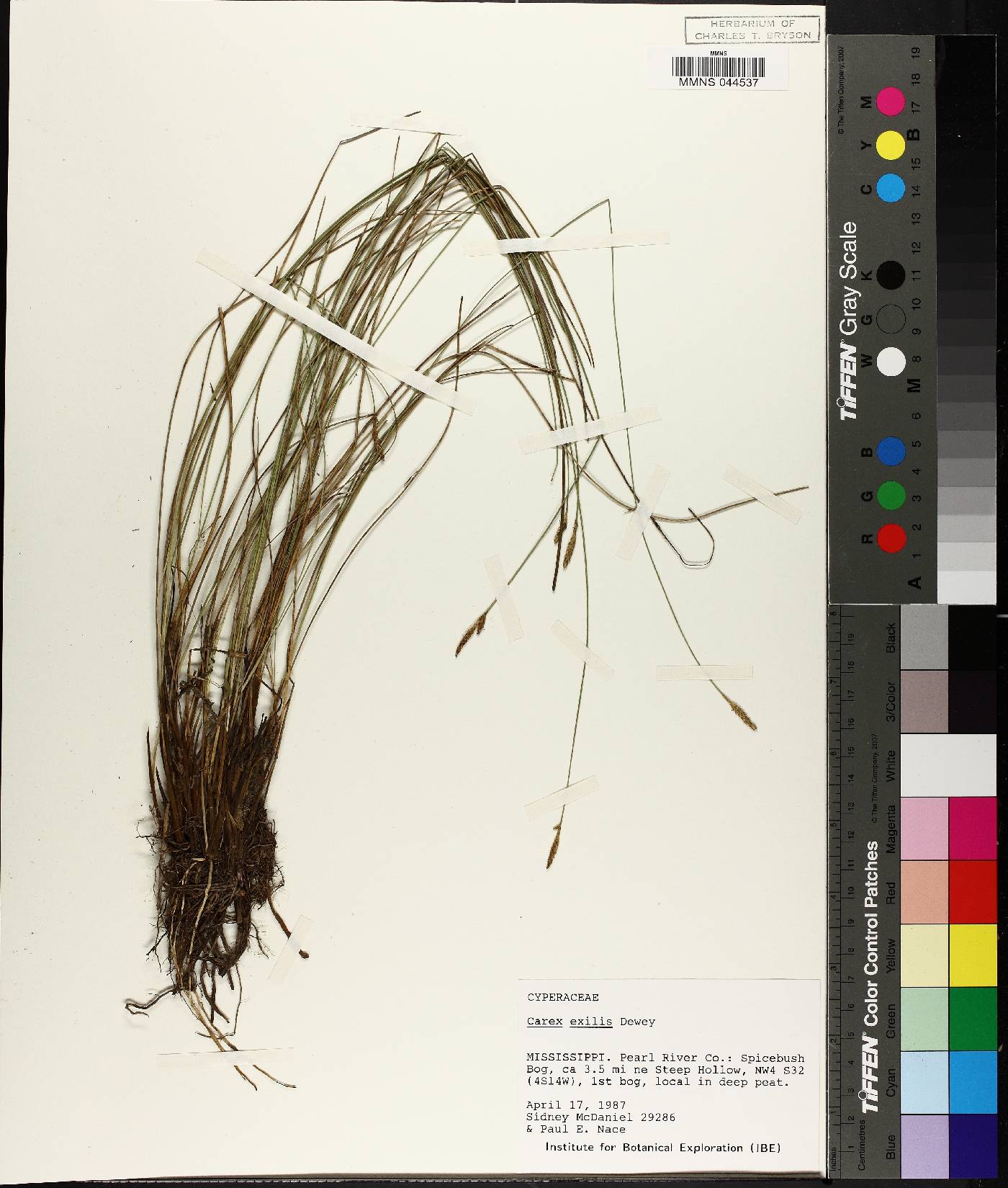 Carex exilis image