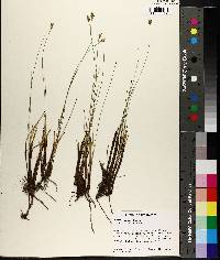 Carex exilis image