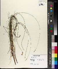 Carex exilis image