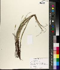 Carex exilis image