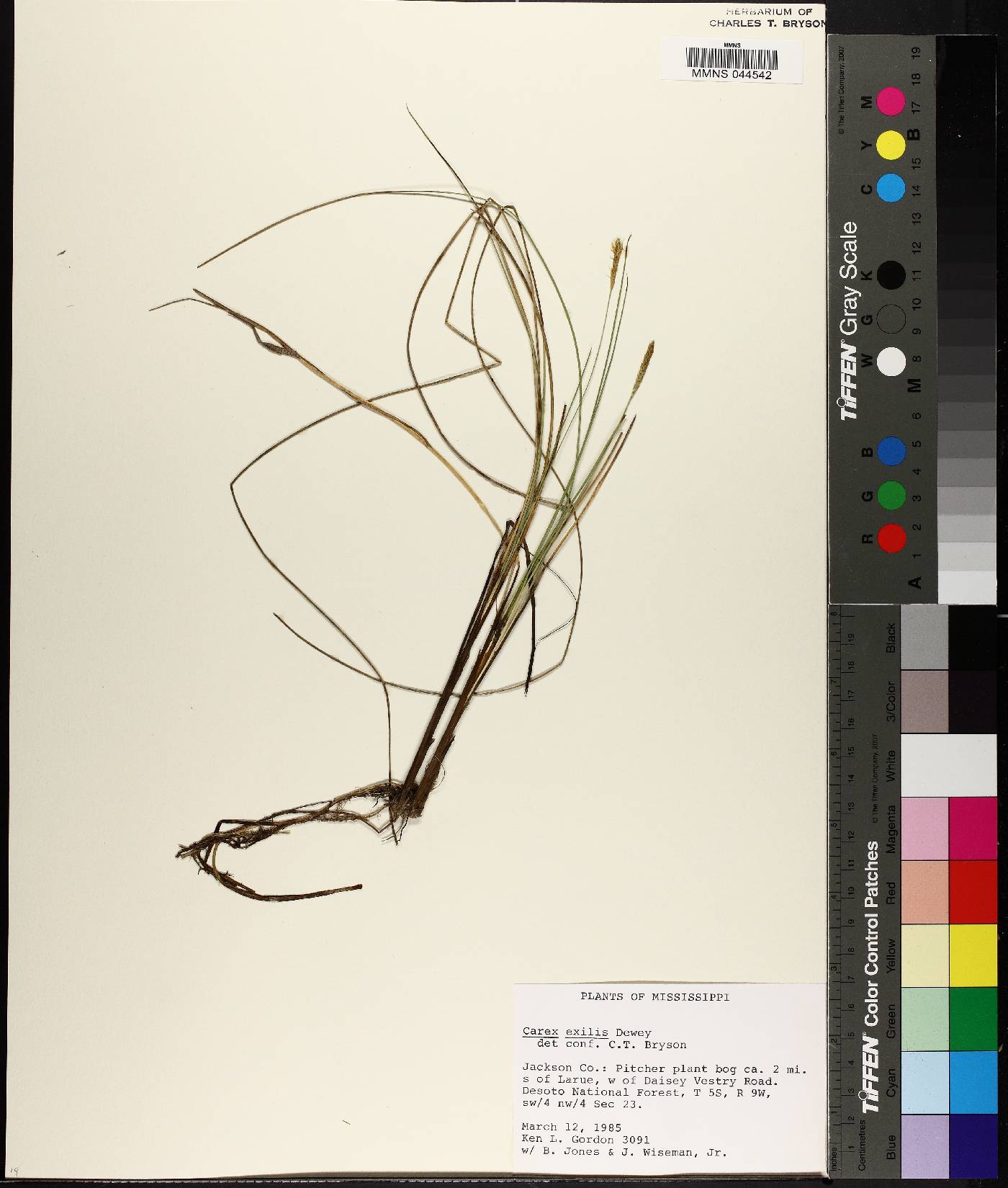 Carex exilis image