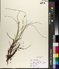 Carex exilis image