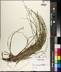 Carex seorsa image