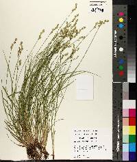 Carex albolutescens image