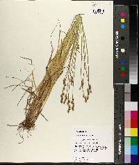 Carex albolutescens image