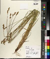 Carex albolutescens image