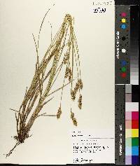 Carex albolutescens image