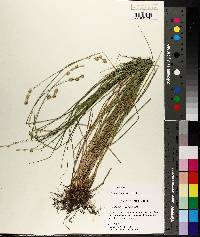 Carex albolutescens image