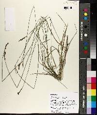 Carex albolutescens image