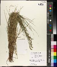 Carex albolutescens image