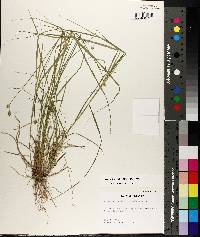 Carex albolutescens image