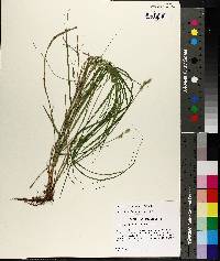 Carex albolutescens image