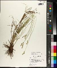 Carex albolutescens image