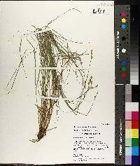 Carex albolutescens image