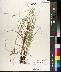 Carex albolutescens image