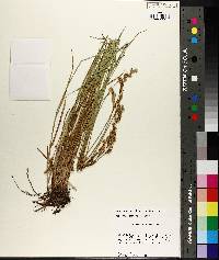 Carex brevior image