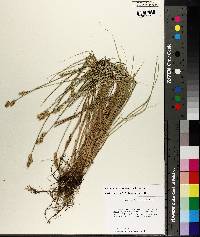 Carex brevior image