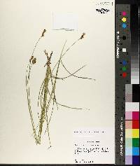 Carex brevior image