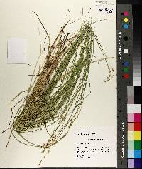 Carex festucacea image