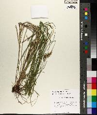 Carex festucacea image