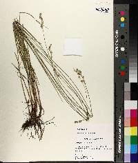 Carex festucacea image