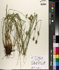 Carex festucacea image