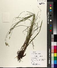 Carex festucacea image