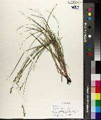 Carex festucacea image