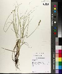 Carex festucacea image