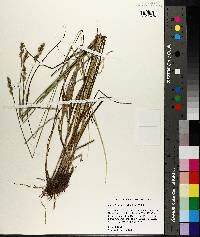 Carex festucacea image