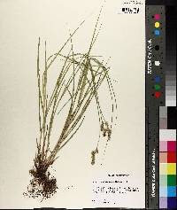 Carex festucacea image