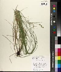 Carex festucacea image