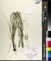 Carex festucacea image