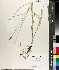 Carex festucacea image