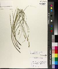 Carex festucacea image