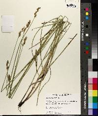 Carex festucacea image