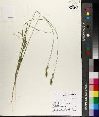 Carex festucacea image