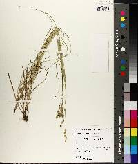 Carex festucacea image