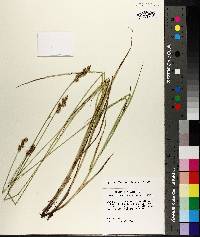 Carex festucacea image