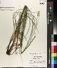 Carex festucacea image