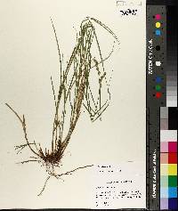 Carex festucacea image