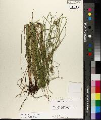 Carex festucacea image