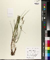 Carex festucacea image