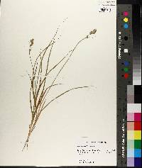 Carex longii image