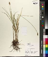 Carex longii image