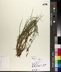 Carex longii image