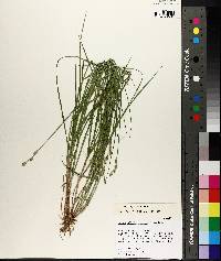 Carex longii image