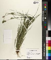 Carex longii image