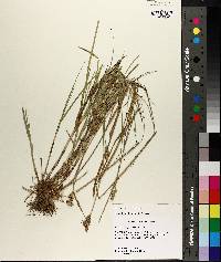 Carex longii image