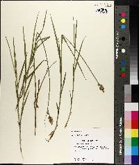 Carex longii image